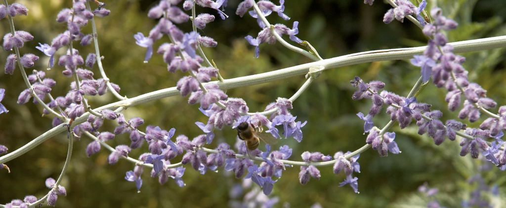 Russian Sage